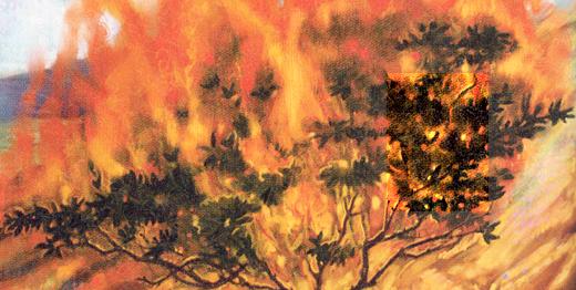For the Children of the Jehovah's Witnesses: Burning Thorn Bush